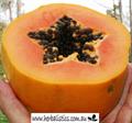 Papaya 